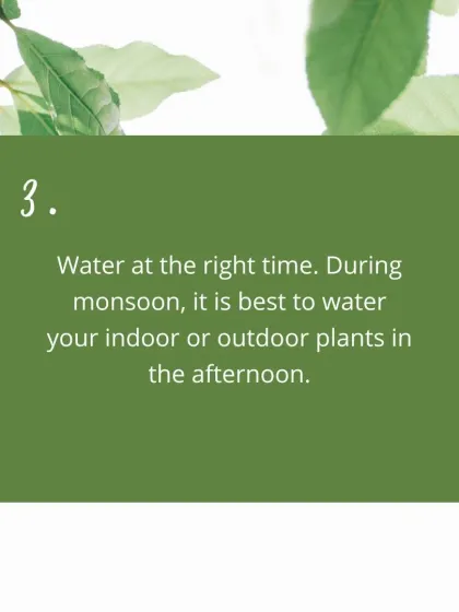Monsoon Care Tip 3: The best time to water your plants during the monsoon is in the afternoon. This gives the leaves time to dry before the cooler evening, reducing the risk of fungal diseases.