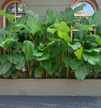 A long planter filled with lush, green foliage plants, creating a natural barrier or decorative feature.