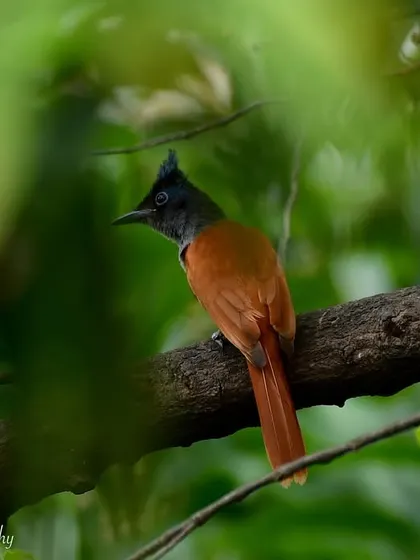 An Indian Paradise Flycatcher peeking through the leaves in Juhu. Spotting this bird with its long, elegant tail is always a highlight.