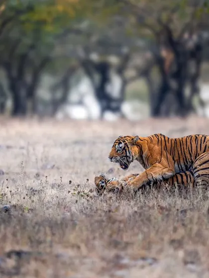 The courtship continues with a mix of aggression and affection, typical tiger behavior.