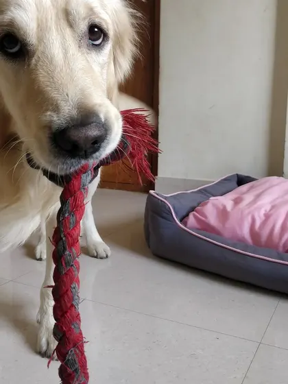 Arlo asking to play tug-of-war. I always follow a dog's lead when it comes to initiating play.