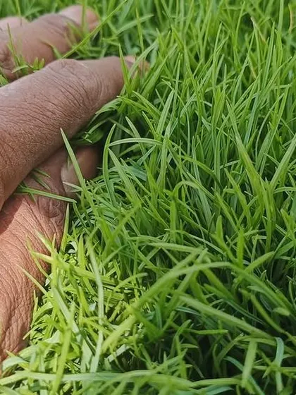A close-up of my Natural Korean Grass. You can see the fine, delicate texture that makes it a popular choice for premium, ornamental home lawns.