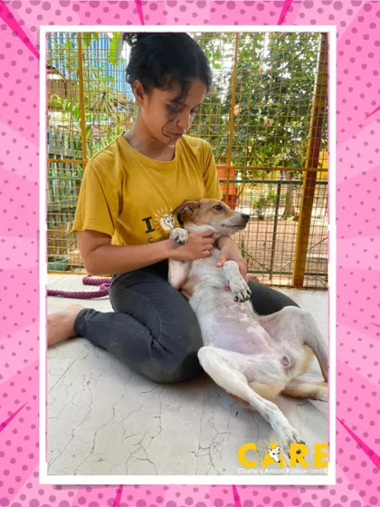 A trusting dog relaxes completely in the lap of a volunteer. This level of comfort is a testament to the safe and loving environment our volunteers help create.