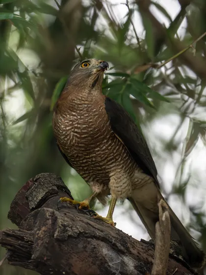 A full-body shot of the Shikra, showing its powerful talons and sleek build as it stands on a tree stump.