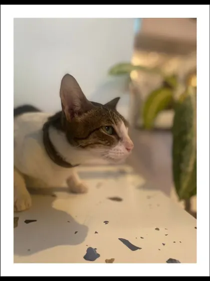 A profile shot of a cat in a moment of quiet observation. The soft focus and natural indoor lighting create a gentle and calm mood for this pet portrait.