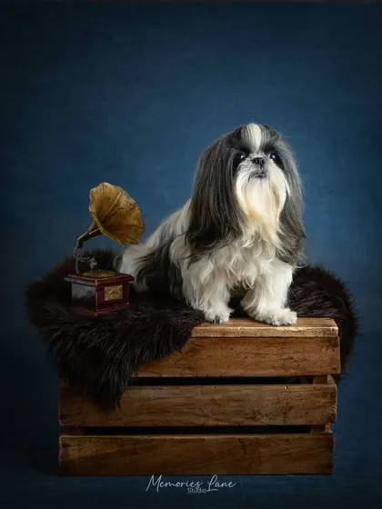This elegant Shih Tzu poses with a miniature gramophone, creating a beautiful contrast between the delicate prop and her flowing fur. The setup on a rustic crate adds a layer of vintage charm.