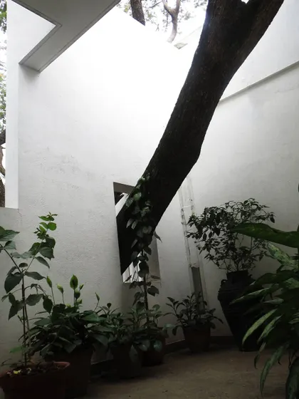 In this residential project, we designed a puncture in the courtyard wall to accommodate a large, existing tree. This detail shows our philosophy of making the architecture adapt to nature, not the other way around.