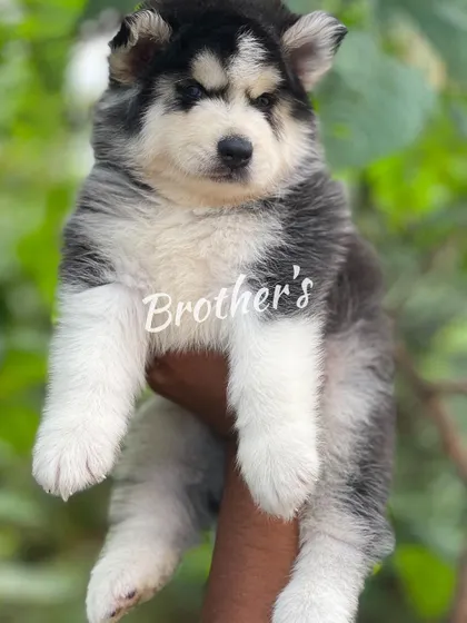 This pup has a beautiful, symmetrical mask and a very dense coat. He's a strong and healthy boy.
