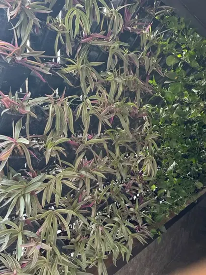 A natural vertical garden in Vasant Vihar featuring a mix of different plant species. These living walls help with sound absorption and improve the building's energy efficiency.