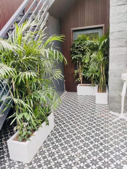 A small terrace garden I made in GK, New Delhi. The space uses a combination of rectangular planters with tall palms and beautiful black and white floor tiles.