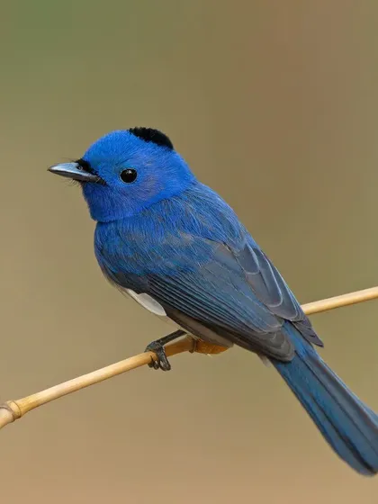 The Black-naped Monarch, another striking blue flycatcher with a distinctive black patch on its head.