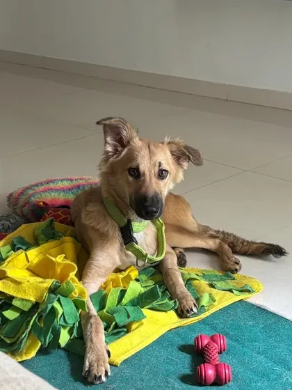 Fluffy playing with his toys. This 7 month old indie mix is currently in a foster home and is ready for a permanent family.