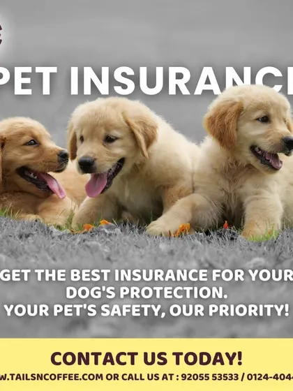 To give you complete peace of mind, I offer comprehensive pet insurance plans. This graphic shows our commitment to your pet's safety and health, covering those unexpected vet bills so you don't have to.
