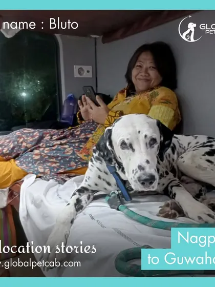 Bluto the Dalmatian relaxing in his train berth on the way from Nagpur to Guwahati. We ensure large breed dogs have enough space to lie down and rest during the journey.