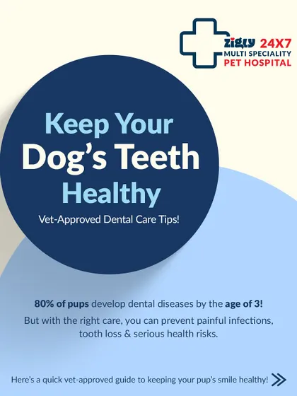 Did you know that 80% of pups develop dental disease by age three? This infographic series explains why keeping your dog's teeth healthy is crucial for preventing painful infections and other serious health risks.