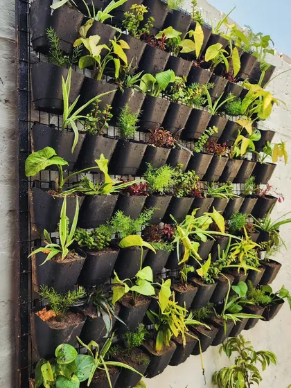 Another example of a vertical garden, showing a mix of different plant textures and shades of green. We design these to be both beautiful and sustainable.
