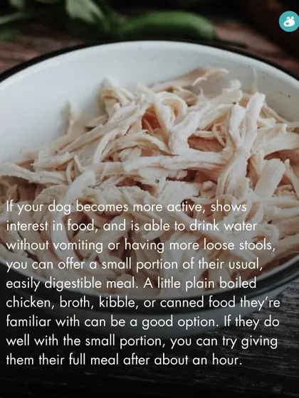 Once your dog's stomach has settled, you can reintroduce food slowly. This guide suggests offering a small portion of a bland, easily digestible meal like boiled chicken or their usual kibble.