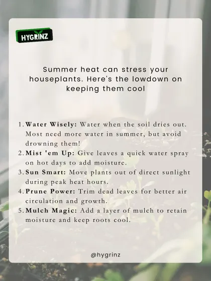 The summer heat can stress your houseplants. Follow these five tips on watering, misting, sun exposure, pruning, and mulching to keep them cool and thriving.