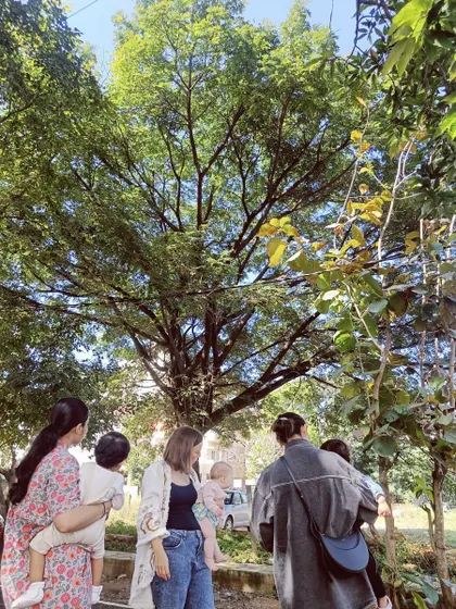 A group of mothers and toddlers looks up at a large tree, appreciating the nature in our own neighborhood.