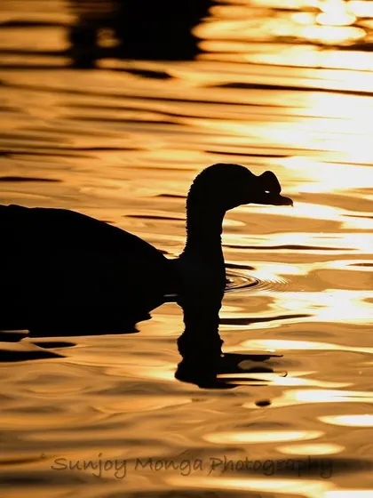 There is a mesmeric charm to the ripples on the water in these golden few minutes. To have the distinct form of a wild waterfowl enhancing the experience makes the moment all the more special.