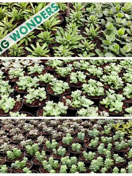 A closer look at the variety of succulents prepared for a bulk order. We ensure a diverse and healthy selection of plants for all our corporate and event gifting clients.