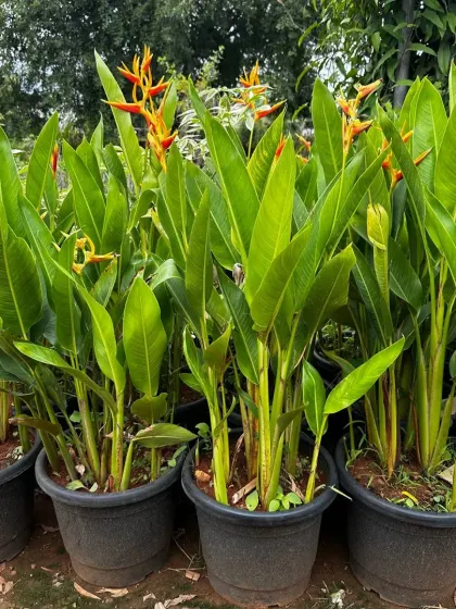 A group of potted Heliconia plants, ready to add an exotic and architectural element to a patio or garden bed.