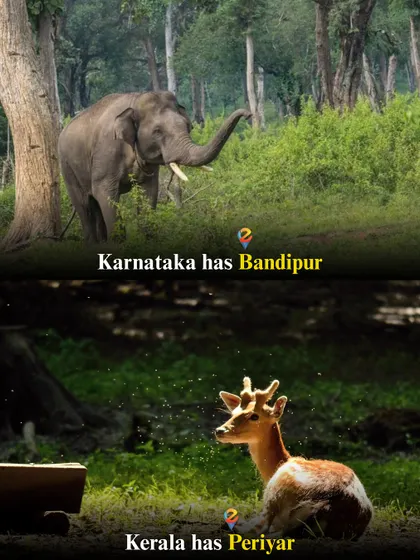 Karnataka vs. Kerala: Both states have incredible wildlife sanctuaries like Bandipur and Periyar. I organize trips to explore the rich biodiversity of South India.