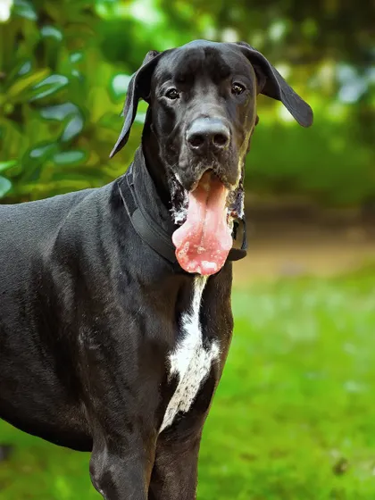 A happy portrait of the Great Dane, tongue out, enjoying his time outdoors.