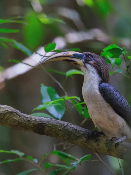 The Sri Lankan Grey Hornbill, a species endemic to Sri Lanka. The male, seen here, has a cream-colored bill, while the female's is black.
