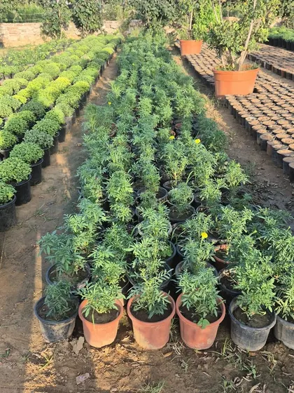 Rows of marigold saplings ready for the season. We can supply seasonal and perennial plants in large quantities for any project.