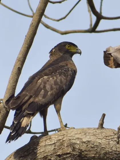 A closer look at the Crested Serpent Eagle, highlighting the details of its feathers and its intense gaze.