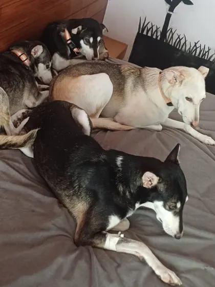 The bed is another popular spot for a group nap. This shows the level of comfort and trust our rescue dogs feel in this environment. They know they are safe here.