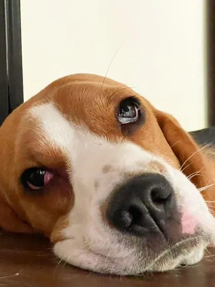 This is Pluto, a sweet Beagle who celebrated his first birthday with us. We were so happy to be a part of his special day.