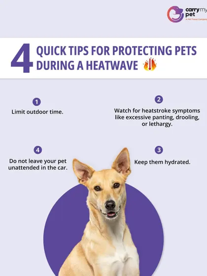 Heatwaves pose a serious risk to pets. These four quick tips can help protect them: limit outdoor time, watch for heatstroke symptoms, keep them hydrated, and never leave them in a car.