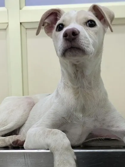 Another shot of Butter, looking majestic and calm. He is waiting for a family to call his own.