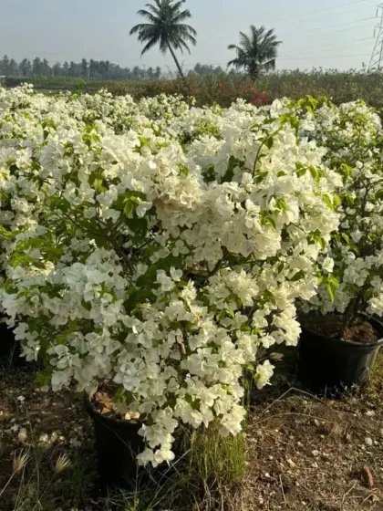 A beautiful pure white Bougainvillea bush, offering an elegant and classic look. It contrasts wonderfully with green foliage and other colorful flowers.