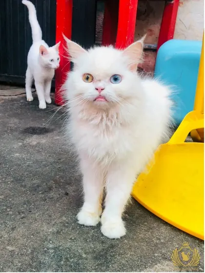 That "waking up on a Monday" feeling! This odd-eyed white cat and its friend are hanging out in the play area. It’s a glimpse into the daily lives of our happy, healthy adult cats who are part of our family.