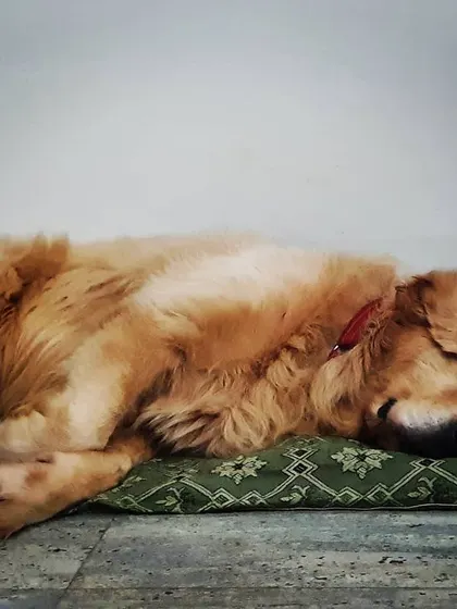 Sweet dreams, Oscar. This senior Golden Retriever is fast asleep on his favorite soft green mat. I provide plenty of comfortable bedding throughout the house for ultimate relaxation.