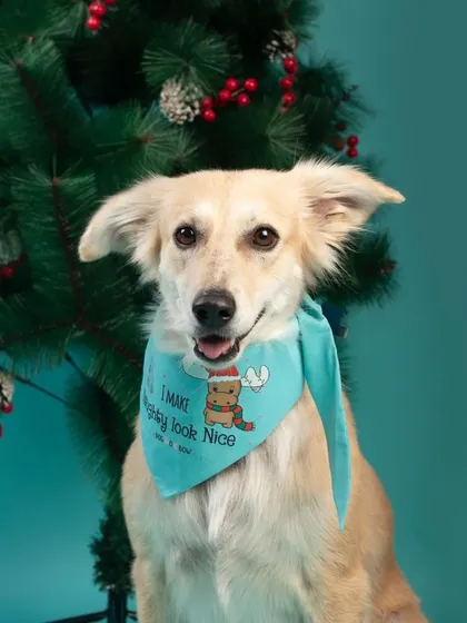 This sweet Indie dog proves that you don't need to be naughty to look this nice. A simple bandana and a Christmas tree are all it takes to create a charming holiday photo.