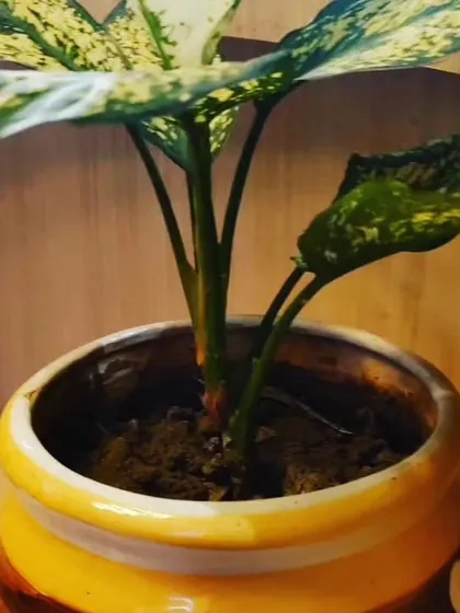 A colorful Aglaonema plant in a rustic, hand-painted ceramic pot, adding a warm and artistic touch.