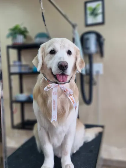 Murphy, another one of my golden clients, looking absolutely radiant after his spa day.