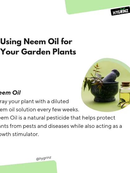 Neem oil is a fantastic natural tool for any gardener. It acts as a pesticide to protect against pests and diseases while also stimulating plant growth.