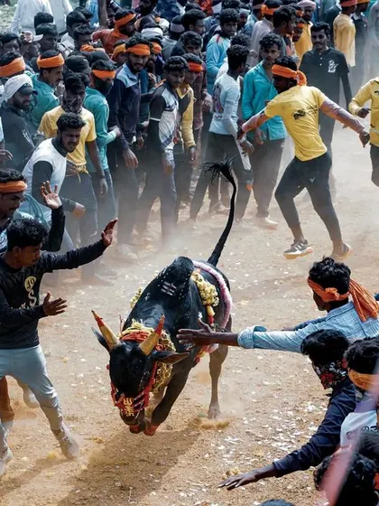 The raw power of a bull is on full display during the 'Hattihabba' festival. This action shot captures the moment participants try to tame the animal, showcasing the thrilling and chaotic nature of the event.
