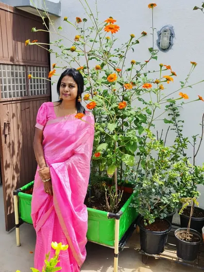 Standing next to my tall Mexican sunflower plant in a grow bag. It is amazing how big and beautiful they can get.