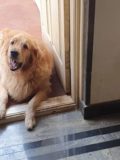 This Golden Retriever loves to lie in the doorway, enjoying the cool breeze.