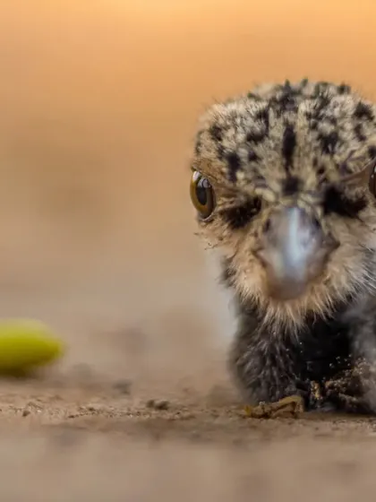 A head-on shot of the lapwing chick. Getting down to their eye level is key to creating intimate and engaging portraits of small animals.
