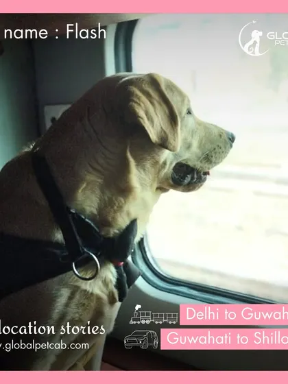 Flash the Labrador enjoying the scenery from the train window during the first leg of his journey from Delhi to Guwahati. Pets often enjoy the visual stimulation of a train ride.