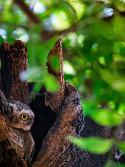 A Spotted Owlet roosting in a tree canopy, its camouflage making it almost invisible. Finding and photographing them requires a keen eye and a quiet approach.