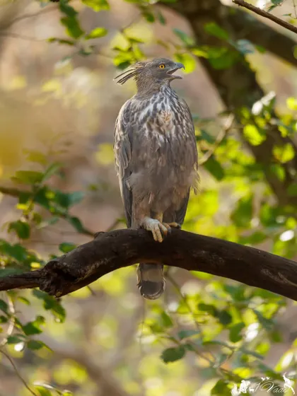 A Crested Serpent Eagle lets out a call. I captured this one just after it returned from a vacation, looking like it was not ready for Monday's work.