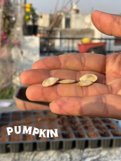 Pumpkin seeds, ready for planting. These will grow into large vines, so I plan my terrace space accordingly, often training them to grow vertically.
